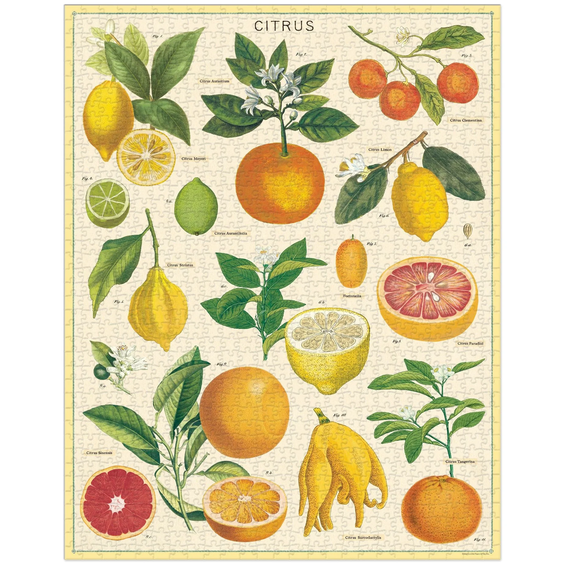 Cavallini & Co. 1000 Piece Puzzle - Citrus - Image 3