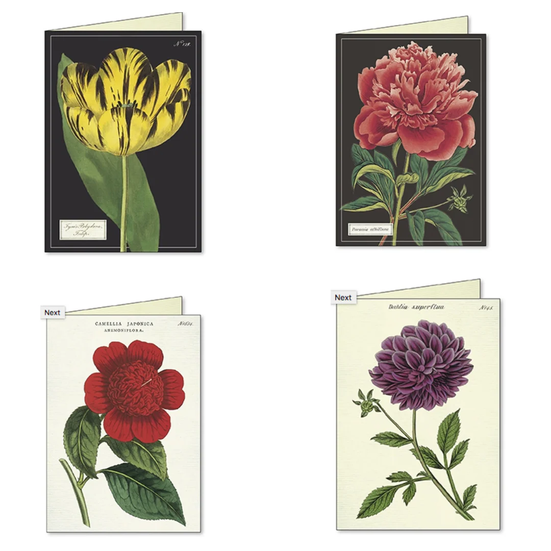 Cavallini & Co. Boxed Note Cards - Botanica - Image 3